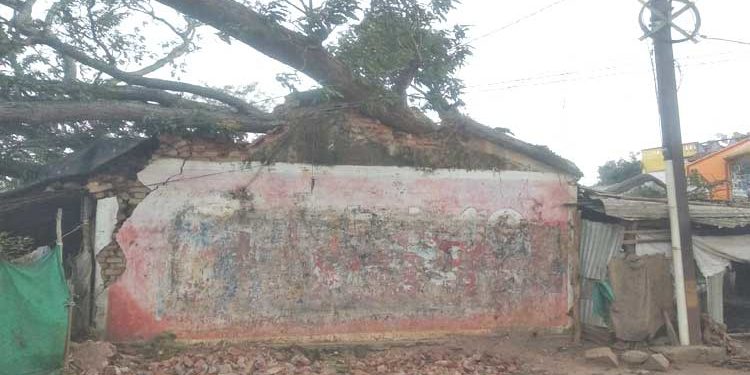 ଘର ଉପରେ ପଡ଼ିଲା ବିରାଟ ଗଛ, ଚାପିହୋଇ ରହିଗଲେ ଲୋକେ