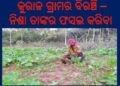 ଓଡ଼ଗାଁ : ବିରଞ୍ଚି ଙ୍କ ଚାଷ ନିଶା ..