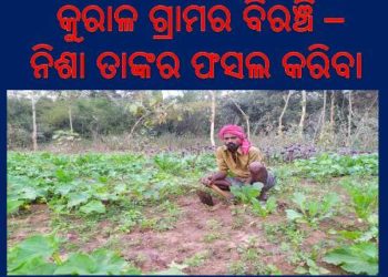 ଓଡ଼ଗାଁ : ବିରଞ୍ଚି ଙ୍କ ଚାଷ ନିଶା ..