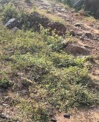 କଡମ୍ବାତାଳ ନାରିଙ୍ଗିଝୋଲା ଦୂରତା ମାତ୍ରପାଞ୍ଚ କିମି ରାସ୍ତାକାମ ପ୍ରତି ସରକାର ଙ୍କ ଦୃଷ୍ଟି କେବେ..?