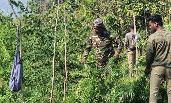 ଗଜପତି : ମୋହନା ବ୍ଲକ ଢେପାଗୁଡ଼ା ପଞ୍ଚାୟତର ଯୁଗିଡିହା ଗ୍ରାମ ଜଙ୍ଗଲରେ -୧୮ କୋଟି ଟଙ୍କାରୁ ଉର୍ଦ୍ଧ୍ବ ପ୍ରାୟ ୯୧ ଏକର ଜମିରୁ୧ ଲକ୍ଷ୍୮୦ ହଜାର ଗଞ୍ଜେଇ ଗଛ କାଟି ପୋଡି ନଷ୍ଟ କରାଗଲା