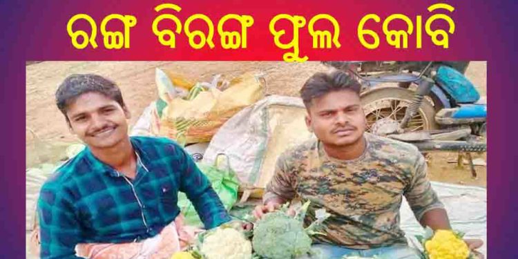 ଓଡ଼ଗାଁ ସଫଳ କୃଷି ଉଦ୍ୟୋଗୀ ଙ୍କ ନୂଆ ଉଭାବନ