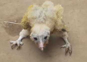 କେନ୍ଦ୍ରାପଡ଼ାଜିଲ୍ଲା ବଡ଼ ବାରଙ୍ଗ ବଳଦେବ ଜୀଉ ଙ୍କ ଫୁଲ ବଗିଚାରୁ ଗରୁଡ଼ ପକ୍ଷୀ ଉଦ୍ଧାର