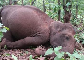 କର୍ଲାପାଟ ହାତୀ ମୃତ୍ୟୁ ଘଟଣା କେନ୍ଦ୍ରୀୟ ବିଶେଷଜ୍ଞ ଟିମର ଅନୁଧ୍ୟାନ,ପ୍ରାଣୀଧନ ନିରୀକ୍ଷକ ନିଲମ୍ବିତ