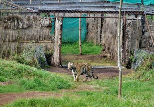ବନ୍ଦୀ ଜୀବନରୁ ମିଳିବ ମୁକ୍ତି – ବାଘୁଣୀ ‘ସୁନ୍ଦରୀ’