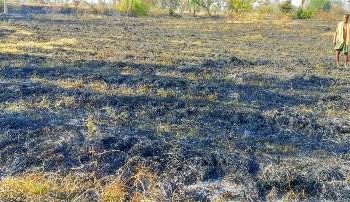 ମହୁଲ ଫୁଲ ସଂଗ୍ରହ ପାଈଁ ନିଆଁ ଲଗାଇଥିବାରୁ ; ଗରିବ ଲୋକ ଙ୍କ ର ପୋଡିଗଲା ଡାଲି ଜାତୀୟ ଫସଲ ଓ ପାଲଗଦା ପୋଡ଼ି ପାଉଁଶ