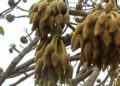 କଳାହାଣ୍ଡି ଜିଲ୍ଲାରେ ଦଲାଲଙ୍କ କବ୍‌ଜାରେ – ଆଦିବାସୀଙ୍କ ମହୁଲ ଫୁଲ