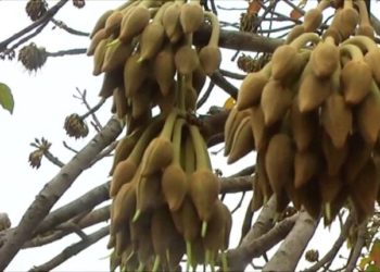 କଳାହାଣ୍ଡି ଜିଲ୍ଲାରେ ଦଲାଲଙ୍କ କବ୍‌ଜାରେ – ଆଦିବାସୀଙ୍କ ମହୁଲ ଫୁଲ