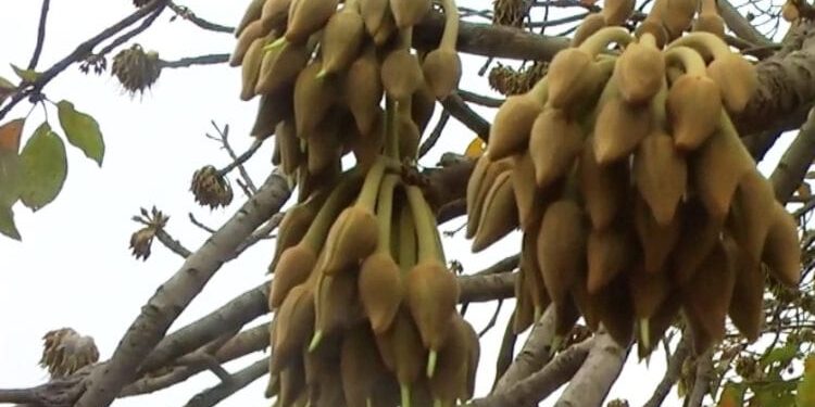 କଳାହାଣ୍ଡି ଜିଲ୍ଲାରେ ଦଲାଲଙ୍କ କବ୍‌ଜାରେ – ଆଦିବାସୀଙ୍କ ମହୁଲ ଫୁଲ