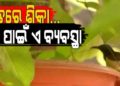 ଗଛରେ ଝୁଲିଲା ପାଣି ମାଠିଆ; ଖରାଦିନେ ଆଉ ଶୋଷିଲା ରହିବେନି ପକ୍ଷୀ