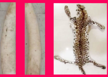 ହାତୀଦାନ୍ତ ଓ ବାଘଛାଲ ଜବତ, ଦୁଇଜଣ ଶିକାରି ଗିରଫ 