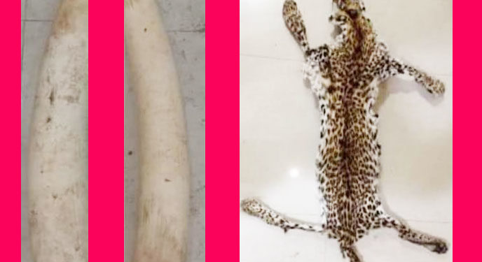 ହାତୀଦାନ୍ତ ଓ ବାଘଛାଲ ଜବତ, ଦୁଇଜଣ ଶିକାରି ଗିରଫ 