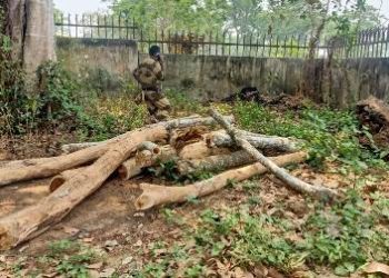 ରେଣ୍ଟା ଗ୍ରାମ୍ୟ ଜଙ୍ଗଲରୁ ବହୁ ମୂଲ୍ୟବାନ ଗଛ କାଟି ନେଲେ କାଠ ମାଫିଆ, ପୁଲିସ ଦ୍ୱାରା ଅଳ୍ପ କାଠ ଜବତ