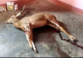 ଅଠରନଳା ନଦୀକୁ ପାଣି ପିଇବାକୁ ଆସି କୁକୁର ଆକ୍ରମଣରେ କ୍ଷତବିକ୍ଷତ ଅବସ୍ଥାରେ ଜଙ୍ଗଲରୁ ଉଦ୍ଧାର ହୋଇଥିବା ହରିଣର ଚିକିତ୍ସାଧୀନ ଅବସ୍ଥାରେ ମୃତ