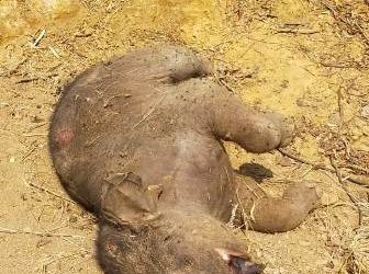 ନର୍ଲା ଦକ୍ଷିଣ ବନଖଣ୍ଡ ମୁନୁସକୁନାଠାରେ ହାତୀ ଶାବକର ମୃତ୍ୟୁ