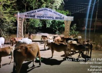 पीड़ित बेजुबान पशुओं को भोजन दे कर ; कोरोना महामारी के दौरान एनिमल वेलफेयर ऑर्गेनाइजेशन संस्था ने दिखाई उदारता
