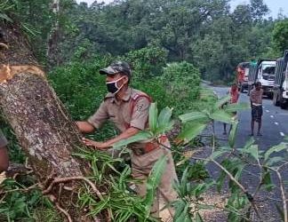 ରାସ୍ତା ଉପରେ ଗଛ ପଡ଼ିବାରୁ ଯାତାୟାତ ଠପ୍ – ଓଡ଼ଗାଁ
