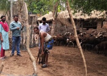 ବାଙ୍କୀ ଉପଖଣ୍ଡରେ ସମ୍ଭାବ୍ୟ ବାତ୍ୟା ୟଶ କୁ ନେଇ ଗାଈ ଗୋରୁ ଙ୍କ ଯତ୍ନ ପାଇଁ ଉପଖଣ୍ଡ ପ୍ରଣୀ ଚିକିତ୍ସା ବିଭାଗ ସଜାଗ