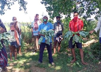 ବାଙ୍କୀ ରେ ଟିଇଏମ ନାମକ କମ୍ପାନୀ ଠକେଇ ର ଶିକାର  କୋବି ଚାଷୀ