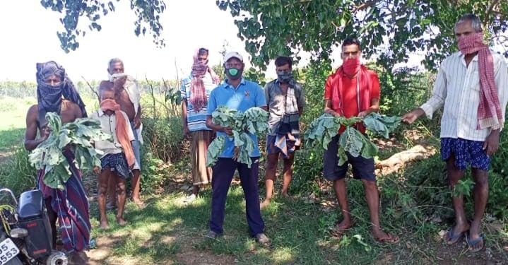 ବାଙ୍କୀ ରେ ଟିଇଏମ ନାମକ କମ୍ପାନୀ ଠକେଇ ର ଶିକାର  କୋବି ଚାଷୀ