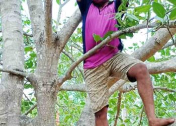 ଢଁସର ସବୁଜ ବାହିନୀ ପକ୍ଷରୁ ଗଛରେ ହାଣ୍ଡି,ମାଠିଆ ବାନ୍ଧି ପକ୍ଷୀମାନଙ୍କ ପାଇଁ ପାନୀୟ ଜଳର ବ୍ୟବସ୍ଥା
