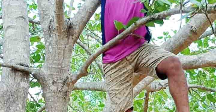 ଢଁସର ସବୁଜ ବାହିନୀ ପକ୍ଷରୁ ଗଛରେ ହାଣ୍ଡି,ମାଠିଆ ବାନ୍ଧି ପକ୍ଷୀମାନଙ୍କ ପାଇଁ ପାନୀୟ ଜଳର ବ୍ୟବସ୍ଥା