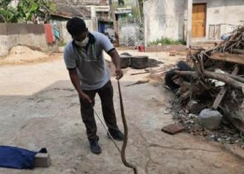 ତୁଳସୀପୁର ମଠ ସାହିରୁ ୫ଫୁଟ ଲମ୍ବର ନାଗସାପ ଉଦ୍ଧାର