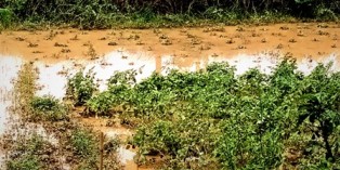 ବାତ୍ୟା ଓ ବନ୍ୟା ପ୍ରଭାବରେ ରବି ଫସଲ ନଷ୍ଟ , ଶତାଧିକ ଏକର ପରିବା ଫସଲ ସମେତ ଡ଼ାଳୁଅଧାନ କ୍ଷତିଗ୍ରସ୍ତ ; ଚାଷୀମୁଣ୍ଡରେ ଚଡକ ଚାଷୀଙ୍କୁ କ୍ଷତିପୁରଣ ଦେବାକୁ ଦାବି