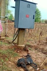 ବିଦ୍ୟୁତ ସଂସ୍ପର୍ଶରେ ଆସି ଦୁଇଛେଳି ମୃତ୍ୟୁ