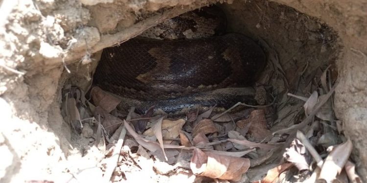 ଖୋର୍ଦ୍ଧା ଜିଲା ,ମଲ୍ଲିପୁର ଗ୍ରାମର ଗ୍ରାମ୍ୟ ଜଙ୍ଗଲରେ ଏକ ଖୋଲ ଭିତରେ ଅଜଗର ସାପ ଅଣ୍ଡା ଦେଇଥିବାର ଦେଖିବାକୁ ମିଳିଛି
