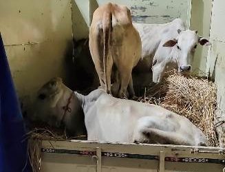 ୨ ଗୋରୁ ବୋଝେଇ ଟାଟାଏସି ଗାଡି ଜବତ : ୧୦ ଗୋରୁ ଉଦ୍ଧାର ,୨ ଚାଳକ ଗିରଫ