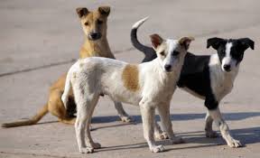 ଆହାର ଛଡ଼ାଇ ନେଲା କରୋନା ; ନିରାଶ୍ରୟ ଓ ବୁଲା ପଶୁଙ୍କ ଅବସ୍ଥା ଶୋଚନୀୟ