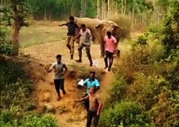 ଗନସରା ତଲଦା ଗ୍ରାମରେ ହାତୀପଲ , ଲୋକଙ୍କ ମଧ୍ୟରେ କୋକୁଆ ଭୟ