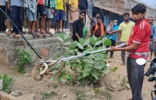 ମୋହନା ମା ମାଣିକେଶ୍ଵରୀ ସାହିର ଶିକ୍ଷକଙ୍କ ଘର ସମ୍ମୁଖରୁ ୫ ଫୁଟିଆ ତମ୍ବା ନାଗ ସାପ ଉଦ୍ଧାର