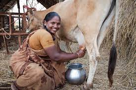 ଓମ୍‌ଫେଡ଼ର ଚାଷୀମାରଣ ନୀତି ଲକଡ଼ାଉନରେ କ୍ଷୀର ନେବା ବନ୍ଦ, ସରକାର ହସ୍ତକ୍ଷେପ କରନ୍ତୁ : ଓଡ଼ିଶା ଦୁଗ୍‌ଧଚାଷୀ ମହାସଂଘ
