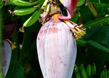 ଟାଇପ୍‌-୨ ଡାଇବେଟିସ୍‌ ରୋଗୀଙ୍କ ପାଇଁ କଦଳୀ ଫୁଲ ବା ଭଣ୍ଡା ଖୁବ୍‌ ଉପକାରୀ ବୋଲି ଏକ ଗବେଷଣାରୁ ଜଣାପଡ଼ିଛି