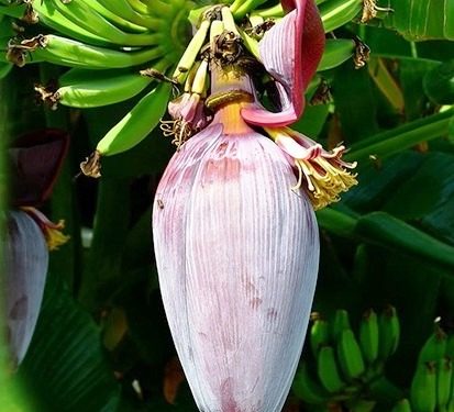 ଟାଇପ୍‌-୨ ଡାଇବେଟିସ୍‌ ରୋଗୀଙ୍କ ପାଇଁ କଦଳୀ ଫୁଲ ବା ଭଣ୍ଡା ଖୁବ୍‌ ଉପକାରୀ ବୋଲି ଏକ ଗବେଷଣାରୁ ଜଣାପଡ଼ିଛି