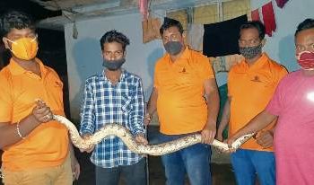 କନ୍ଧମାଳ ଟିମ୍‌ ହ୍ୟୁମାନିଟିର ସ୍ନେକ ହେଲ୍ପଲାଇନ ସଦସ୍ୟଙ୍କ ଦ୍ୱାରା ଅଜଗର ସାପ ଉଦ୍ଧାର