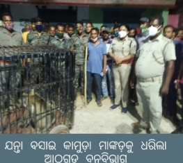 ଯନ୍ତା ବସାଇ କାମୁଡ଼ା ମାଙ୍କଡ଼କୁ ଧରିଲା ଆଠଗଡ ବନବିଭାଗ