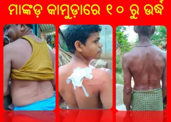ମାଙ୍କଡ଼ କାମୁଡ଼ାରେ ୧୦ ରୁ ଉର୍ଦ୍ଧ ଆହତ
