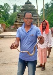 ନାଗସାପ ଉଦ୍ଧାର କଲେ ଦେବେନ୍ଦ୍ର