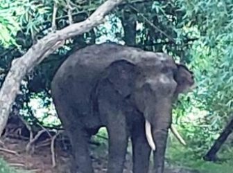 ଭଦ୍ରକ କାଶିପୁର ଗାଁରେ ଦନ୍ତା ଉପଦ୍ରବ