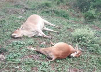 ବିଦ୍ୟୁତ ଆଘାତରେ ଦୁଇଗୋଟି ବଳଦଙ୍କ ମୃତ୍ୟୁ