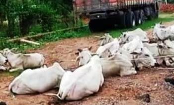 ଗୋରୁ ମାଫିଆ ସକ୍ରିୟ ; ଆନ୍ଧ୍ରକୁ ଚାଲାଣ ପାଇଁ ରଖାଯାଇଥବା ବେଳେ ୨୭ ଗୋରୁକୁ ଉଦ୍ଧାର କରିଛି ପାରଳାଖେମୁଣ୍ଡି ପୋଲିସ 
