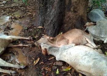 କାଳବୈଶାଖୀର ତାଣ୍ଡବ : ବଜ୍ରାଘାତରେ ୬ ଗାଈ ଗୋରୁ ମୃତ୍ୟୁ