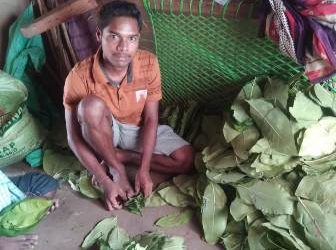 କେନ୍ଦୁ ପତ୍ର ତୋଳାଳି ଡିଗ୍ରୀ ଧାରି ଯୁବକ ଆଶିଷ