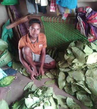 କେନ୍ଦୁ ପତ୍ର ତୋଳାଳି ଡିଗ୍ରୀ ଧାରି ଯୁବକ ଆଶିଷ