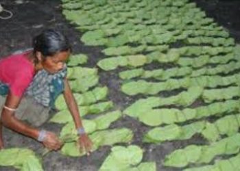 କେନ୍ଦୁପତ୍ର ତୋଳାଳି ଙ୍କୁ ଦାଉ ସାଧୁଛି ଆଇ କେ ଏଲ ଏମ୍ ଏସ୍ 