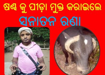 ଗୋସେବକ ସନାତନ ରଣାଙ୍କର ସଫଳ ପ୍ରୟାସ : ଷଣ୍ଢ କୁ ପୀଡ଼ା ମୁକ୍ତ କରାଇଲେ – ସନାତନ ରଣା