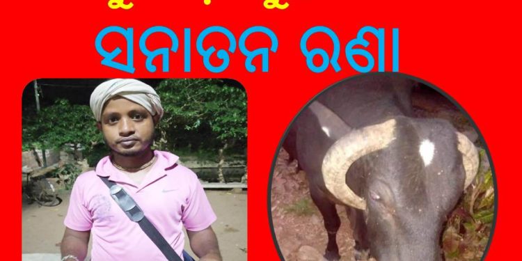 ଗୋସେବକ ସନାତନ ରଣାଙ୍କର ସଫଳ ପ୍ରୟାସ : ଷଣ୍ଢ କୁ ପୀଡ଼ା ମୁକ୍ତ କରାଇଲେ – ସନାତନ ରଣା